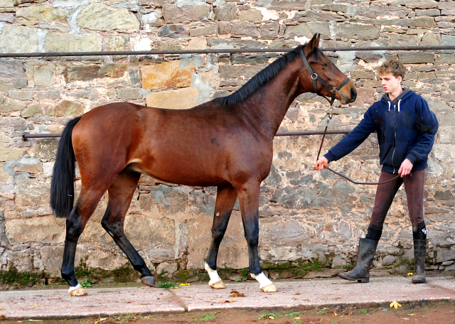 Jhrlingshengste im November 2018 - Trakehner Gestt Hmelschenburg - Foto: Beate Langels