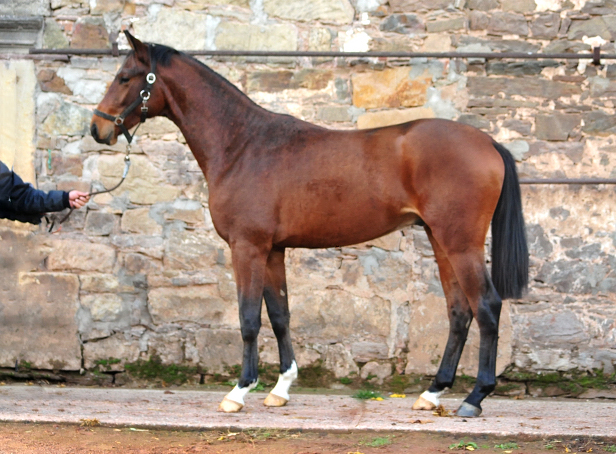 Jhrlingshengst im November 2018 - Trakehner Gestt Hmelschenburg - Foto: Beate Langels