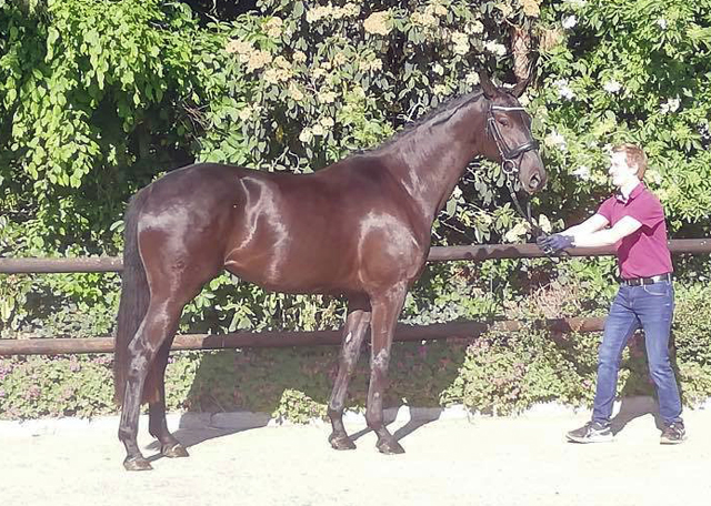 Trs Chic - Trakehner von Schwarzgold u.d. Pr.u.StPrSt. Tacyra v. Saint Cyr  - 
Trakehner Gestt Hmelschenburg