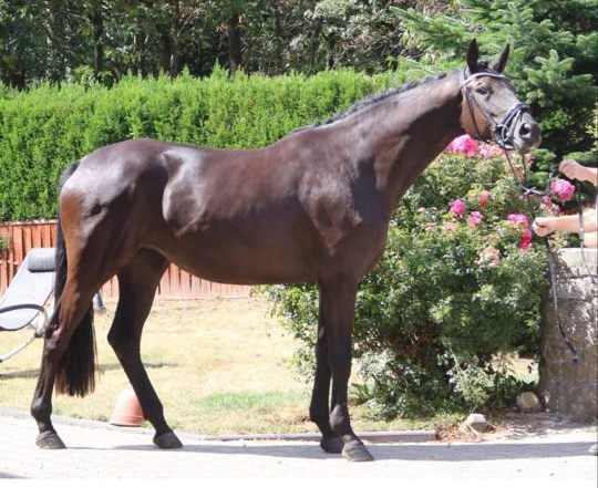 Trs Chic - Trakehner von Schwarzgold u.d. Pr.u.StPrSt. Tacyra v. Saint Cyr  - 
Trakehner Gestt Hmelschenburg