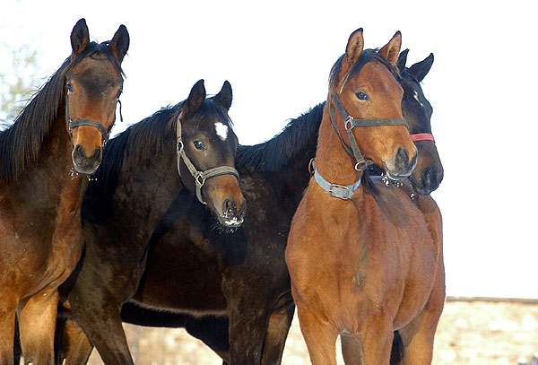 Our Yearlings - Foto: Beate Langels - Trakehner Gestt Hmelschenburg