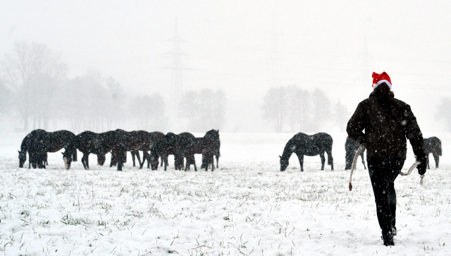 Vorweihnachtszeit in Hmelschenburg - Dezember 2012, Foto: Beate Langels, Trakehner Gestt Hmelschenburg - Beate Langels