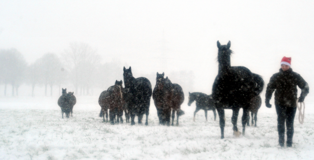 Vorweihnachtszeit in Hmelschenburg - Dezember 2012, Foto: Beate Langels, Trakehner Gestt Hmelschenburg - Beate Langels