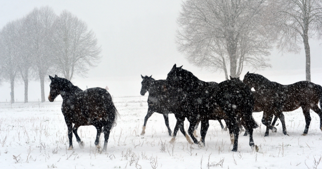 Vorweihnachtszeit in Hmelschenburg - Dezember 2012, Foto: Beate Langels, Trakehner Gestt Hmelschenburg - Beate Langels