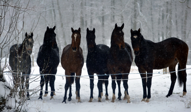 Vorweihnachtszeit in Hmelschenburg - Dezember 2012, Foto: Beate Langels, Trakehner Gestt Hmelschenburg - Beate Langels