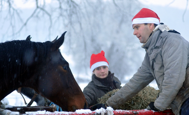Vorweihnachtszeit in Hmelschenburg - Dezember 2012, Foto: Beate Langels, Trakehner Gestt Hmelschenburg - Beate Langels