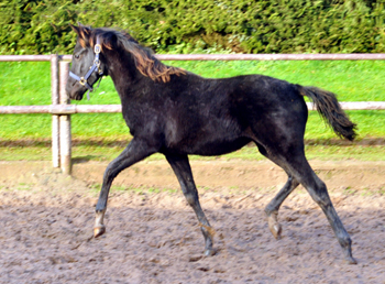 Gacyria - Trakehner Stutfohlen von Saint Cyr u.d. Greta Garbo - 28. August 2015 - Foto Beate Langels - Gestt Hmelschenburg