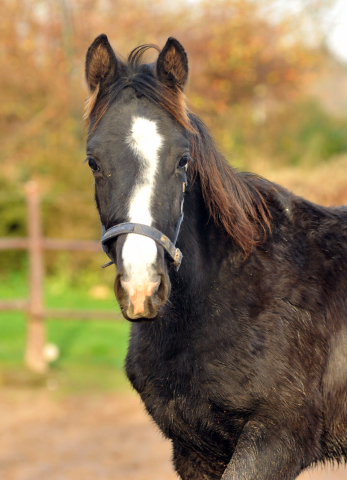 Stutfohlen von Alter Fritz u.d. Giulietta in Hmelschenburg - 27. August 2015 - Foto Beate Langels - Gestt Hmelschenburg