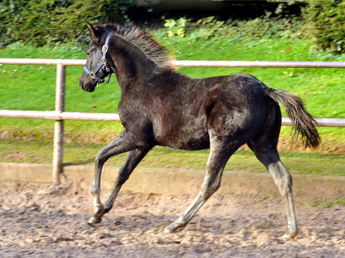 Gacyria - Trakehner Stutfohlen von Saint Cyr u.d. Greta Garbo - 28. August 2015 - Foto Beate Langels - Gestt Hmelschenburg