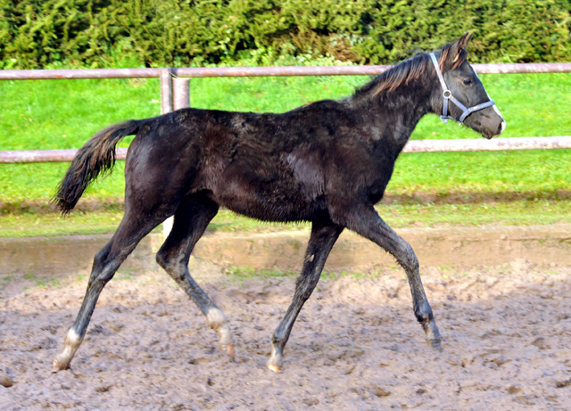 Stutfohlen von Alter Fritz u.d. Giulietta in Hmelschenburg - 27. August 2015 - Foto Beate Langels - Gestt Hmelschenburg