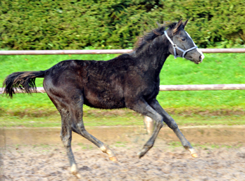 Stutfohlen von Alter Fritz u.d. Giulietta in Hmelschenburg - 27. August 2015 - Foto Beate Langels - Gestt Hmelschenburg