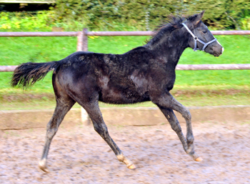 Stutfohlen von Alter Fritz u.d. Giulietta in Hmelschenburg - 27. August 2015 - Foto Beate Langels - Gestt Hmelschenburg