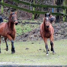  Trakehner Stutfohlen von Oliver Twist u.d. Teatime v. Summertime  - Foto: Familie Lampert