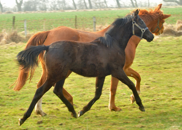 Trakehner Stutfohlen von Saint Cyr u.d. Donauopal v. Patmos, Zchter: 
Birgit Fiener