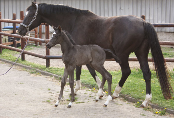 Trakehner Stutfohlen von Saint Cyr u.d. Alsterfee v. Induc - Seeadler, Trakehner Gestt Hmelschenburg