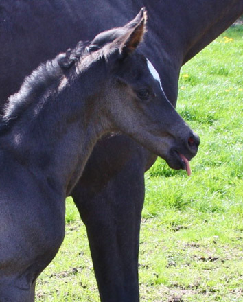 Trakehner Stutfohlen von Saint Cyr u.d. Alsterfee v. Induc - Seeadler, Trakehner Gestt Hmelschenburg