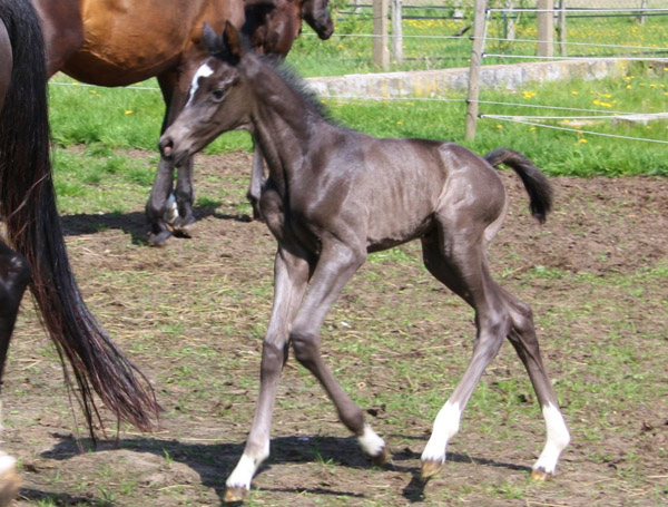 Trakehner Stutfohlen von Saint Cyr u.d. Alsterfee v. Induc - Seeadler, Trakehner Gestt Hmelschenburg