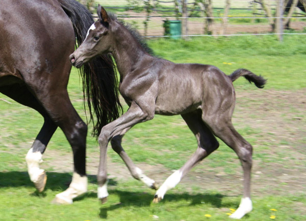 Trakehner Stutfohlen von Saint Cyr u.d. Alsterfee v. Induc - Seeadler, Trakehner Gestt Hmelschenburg