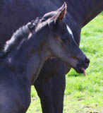 Frisch auf der Welt - Stutfohlen von Saint Cyr