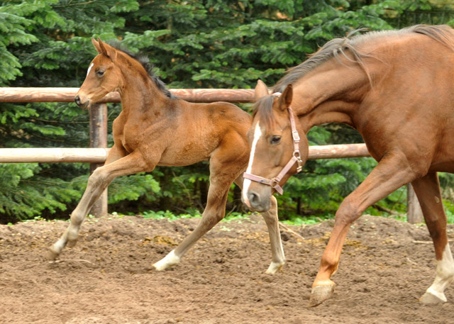 Trakehner Stutfohlen von Symont x Caprimond x Falke, Foto: Beate Langels, Gestt Hmelschenburg