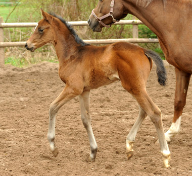Trakehner Stutfohlen von Symont x Caprimond x Falke, Foto: Beate Langels, Gestt Hmelschenburg