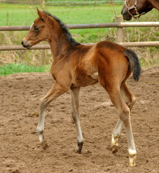 Trakehner Stutfohlen von Symont x Caprimond x Falke, Foto: Beate Langels, Gestt Hmelschenburg