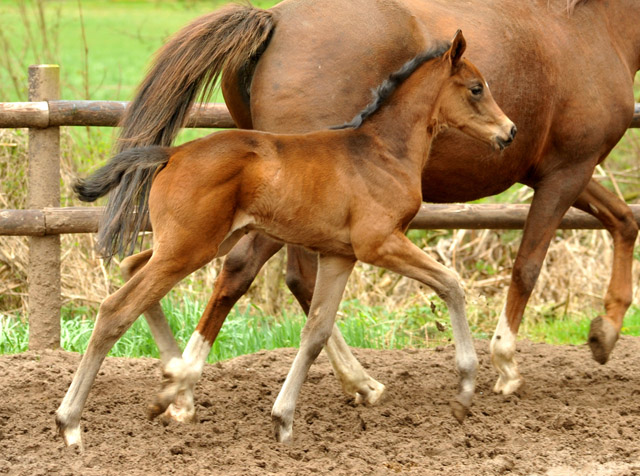 Trakehner Stutfohlen von Symont x Caprimond x Falke, Foto: Beate Langels, Gestt Hmelschenburg