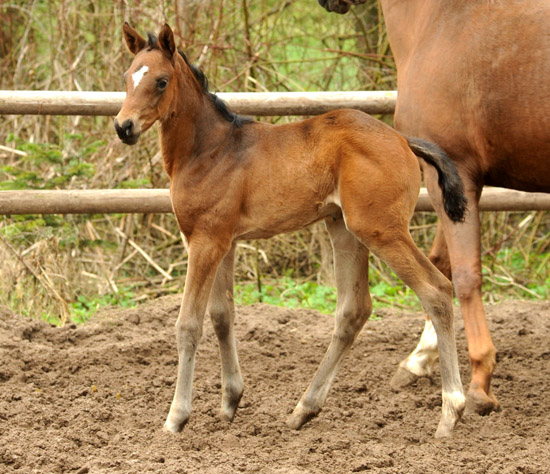 Trakehner Stutfohlen von Symont x Caprimond x Falke, Foto: Beate Langels, Gestt Hmelschenburg