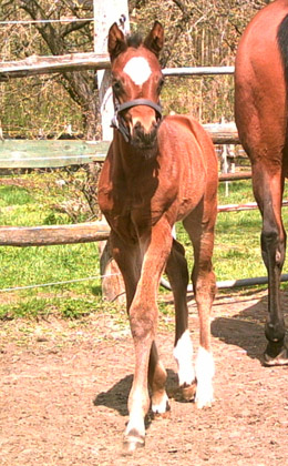 Hengstfohlen von Summertime u.d. Kalidah Jamal v. Manhattan u.d. ESt. Kassuben v. Enrico Caruso, Foto: Beate Langels, Gestüt Hämelschenburg