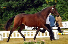 Perlmutt von Oliver Twist (2-jhrig - Klassensiegerin der Landesstutenschau im Rheinland)