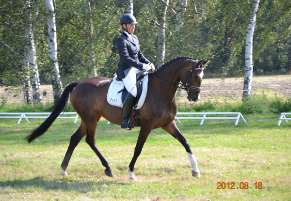 Trakehner Stute von Freudenfest u.d. Rominten v. Manrico