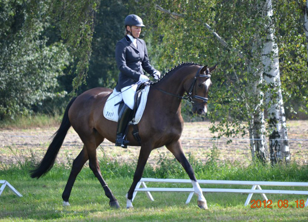 Trakehner Stute von Freudenfest u.d. Rominten v. Manrico