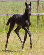 Stutfohlen von Oliver Twist - Michelangelo, Foto: Sahm