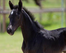 Stutfohlen von Oliver Twist - Michelangelo, Foto: Sahm
