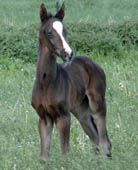 Trakehner Stutfohlen von Saint Cyr x Latimer