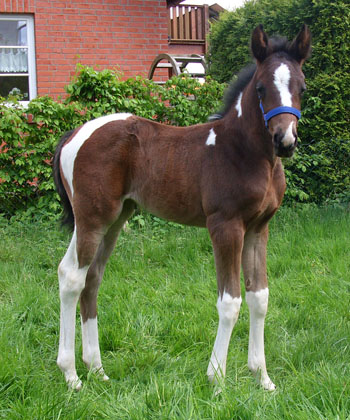 Trakehner Stutfohlen von Saint Cyr, Trakehner Gestt Hmelschenburg
