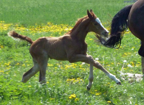 Stutfohlen von Freudenfest