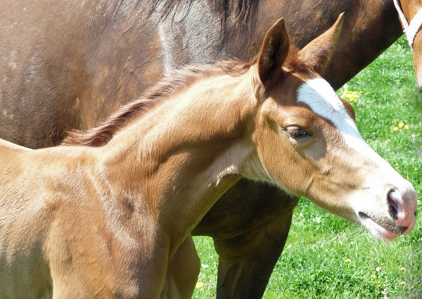 Stutfohlen von Freudenfest