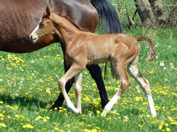 Stutfohlen von Freudenfest