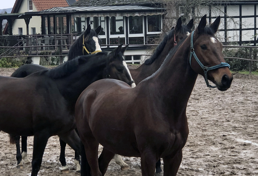 Die Guppe unserer 3- u. 4jhrigen Wallache am 13. Januar 2023 - Foto Beate Langels - Gestt Hmelschenburg