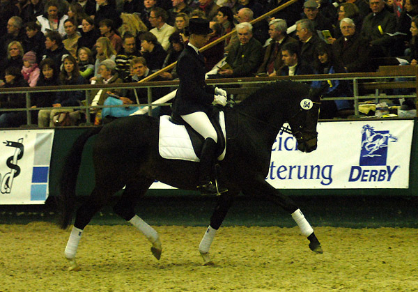 Trakehner Prmienhengst SAINT CYR v. Kostolany u.d. Elitestute Schwalbenspiel v. Exclusiv - Foto: Beate Langels - Trakehner Gestt Hmelschenburg