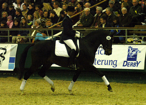 Trakehner Prmienhengst SAINT CYR v. Kostolany u.d. Elitestute Schwalbenspiel v. Exclusiv - Foto: Beate Langels - Trakehner Gestt Hmelschenburg