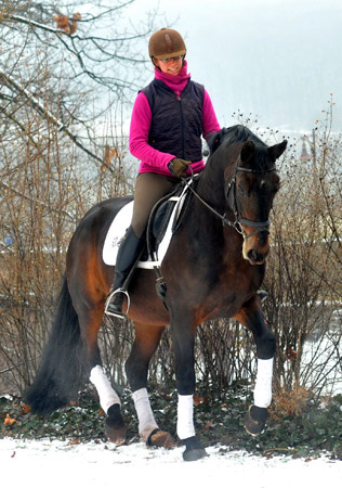 Showmaster by Kostolany/Ibikus  ridden by Johanne  - Trakehner Gestt Hmelschenburg