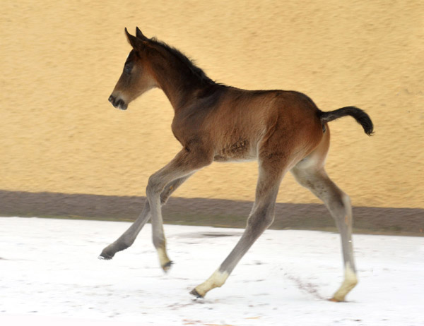 At the age of two days: Trakehner Colt by Summertime out of Thirica by Enrico Caruso - Trakehner Gestt Hmelschenburg - Beate Langels