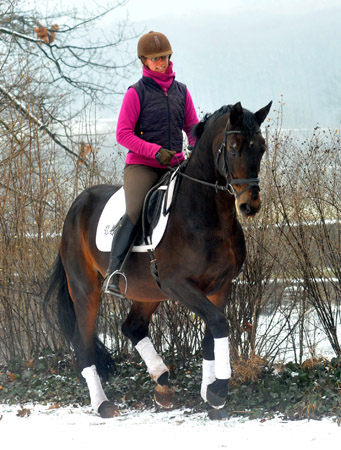 Showmaster von Kostolany/Ibikus  geritten von unserer Praktikantin Johanne - Trakehner Gestt Hmelschenburg