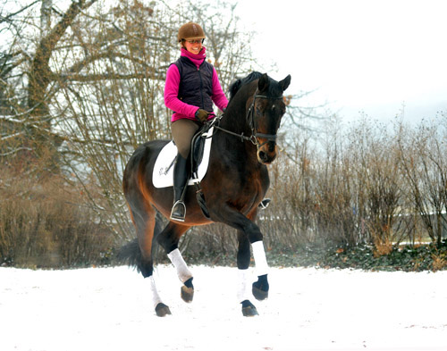 Showmaster von Kostolany/Ibikus  geritten von unserer Praktikantin Johanne - Trakehner Gestt Hmelschenburg