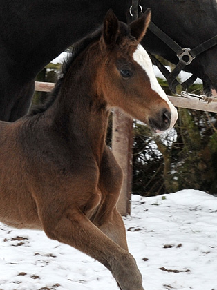 Trakehner Stutfohlen von Grand Corazon u.d. Thirica v. Enrico Caruso