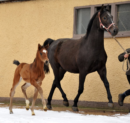 Trakehner colt by Showmaster out of Kaiserspiel by Exclusiv - Gestt Hmelschenburg - Beate Langels