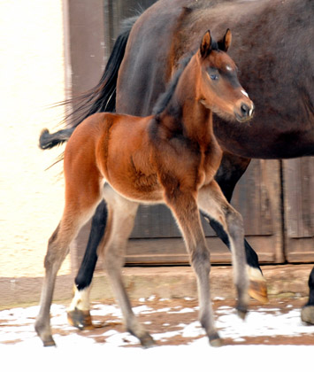 Filly by Grand Corazn out o. Pr.St. Schwalbenfeder by Summertime