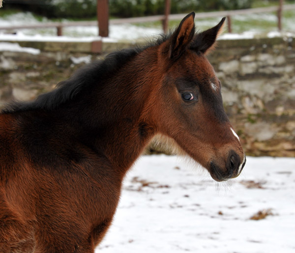 Filly by Grand Corazn out o. Pr.St. Schwalbenfeder by Summertime